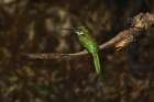 Rufous-tailed jacamar, Mato Grosso, Pantanal, Brazil, South America Art Print